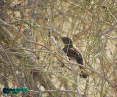 Curruca communis