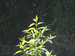 Caldcluvia paniculata