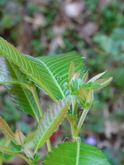 Caldcluvia paniculata
