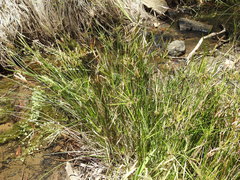 Cyperus vaginatus