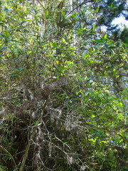 Caldcluvia paniculata