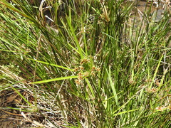 Cyperus vaginatus