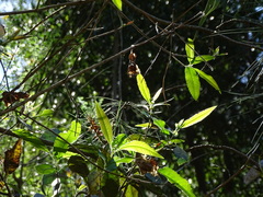 Caldcluvia paniculata