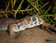 Teratoscincus keyserlingii
