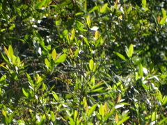 Caldcluvia paniculata