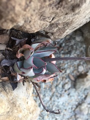 Echeveria strictiflora