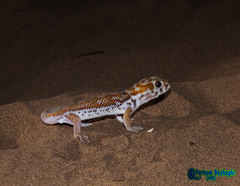 Teratoscincus keyserlingii