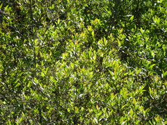 Caldcluvia paniculata