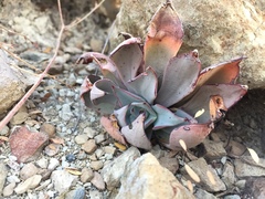 Echeveria strictiflora