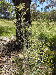 Senecio quadridentatus