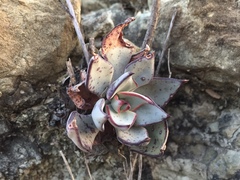 Echeveria strictiflora