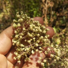 Archibaccharis serratifolia