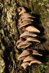 Porodisculus pendulus