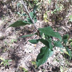 Archibaccharis serratifolia