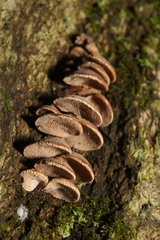 Porodisculus pendulus