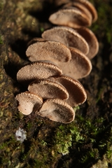 Porodisculus pendulus