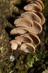 Porodisculus pendulus