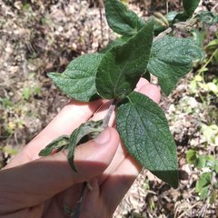 Archibaccharis serratifolia