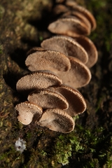 Porodisculus pendulus