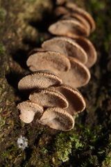 Porodisculus pendulus