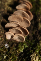 Porodisculus pendulus