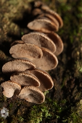 Porodisculus pendulus