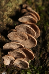 Porodisculus pendulus