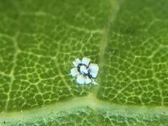 Tetraleurodes perileuca