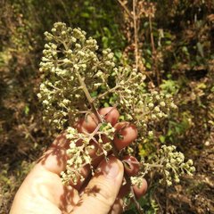 Archibaccharis serratifolia