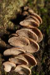 Porodisculus pendulus