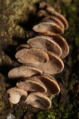 Porodisculus pendulus