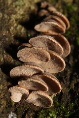 Porodisculus pendulus