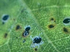 Tetraleurodes perileuca