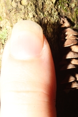 Porodisculus pendulus