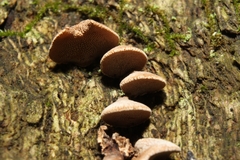 Porodisculus pendulus