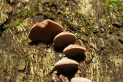 Porodisculus pendulus