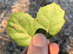 Tetraleurodes perileuca