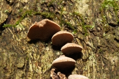 Porodisculus pendulus