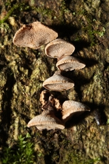 Porodisculus pendulus