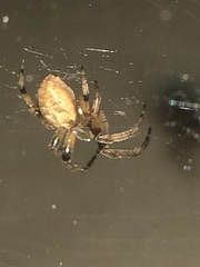 Araneinae