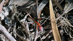 Leptomyrmex tibialis