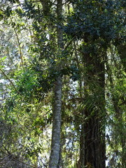 Eucryphia cordifolia