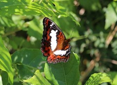 Moduza procris neutra