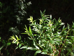Gaultheria phillyreifolia