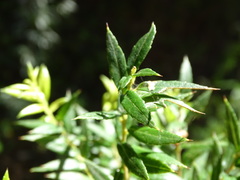 Gaultheria phillyreifolia