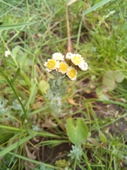 Gnaphalium declinatum