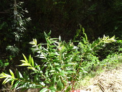 Gaultheria phillyreifolia