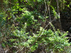 Gaultheria phillyreifolia
