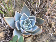 Echeveria cuspidata