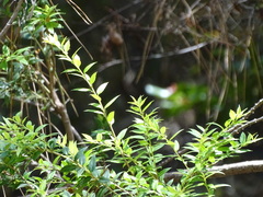 Gaultheria phillyreifolia